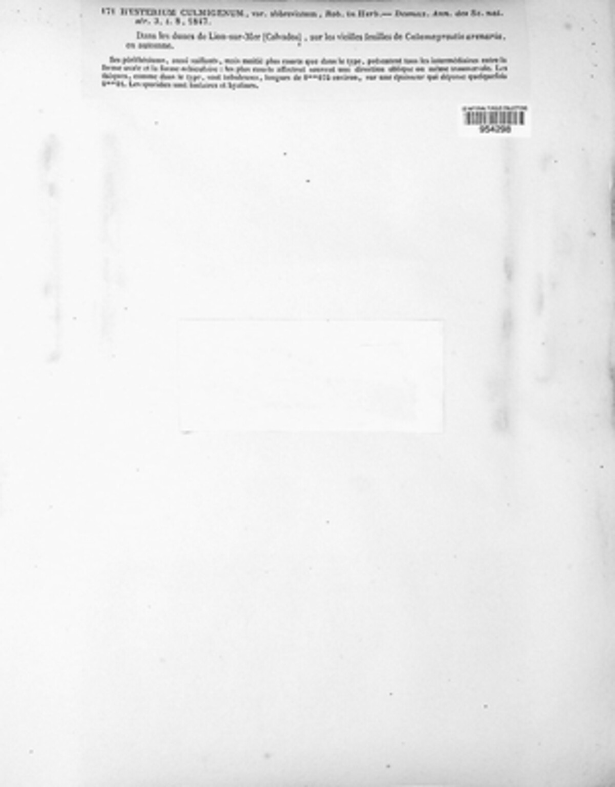 Hysterium culmigenum image